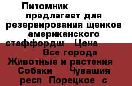 Питомник KURAT GRAD предлагает для резервирования щенков американского стаффордш › Цена ­ 25 000 - Все города Животные и растения » Собаки   . Чувашия респ.,Порецкое. с.